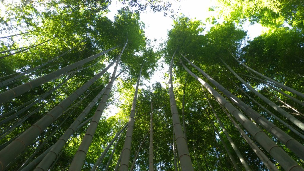 GuidaGiappone guida Giappone Kyoto Arashiyama foresta di bambu 003