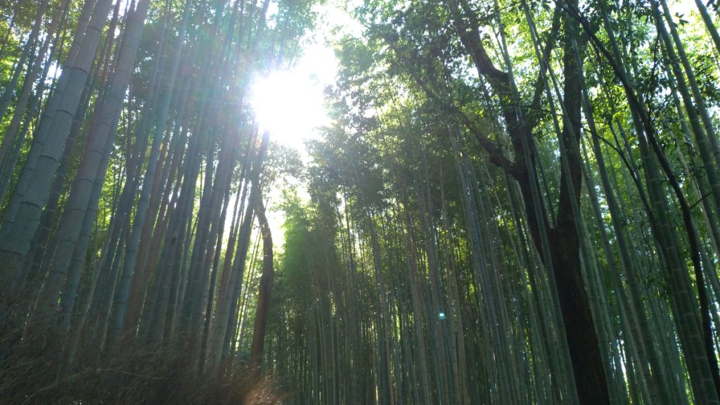 GuidaGiappone guida Giappone Kyoto Arashiyama foresta di bambu 010