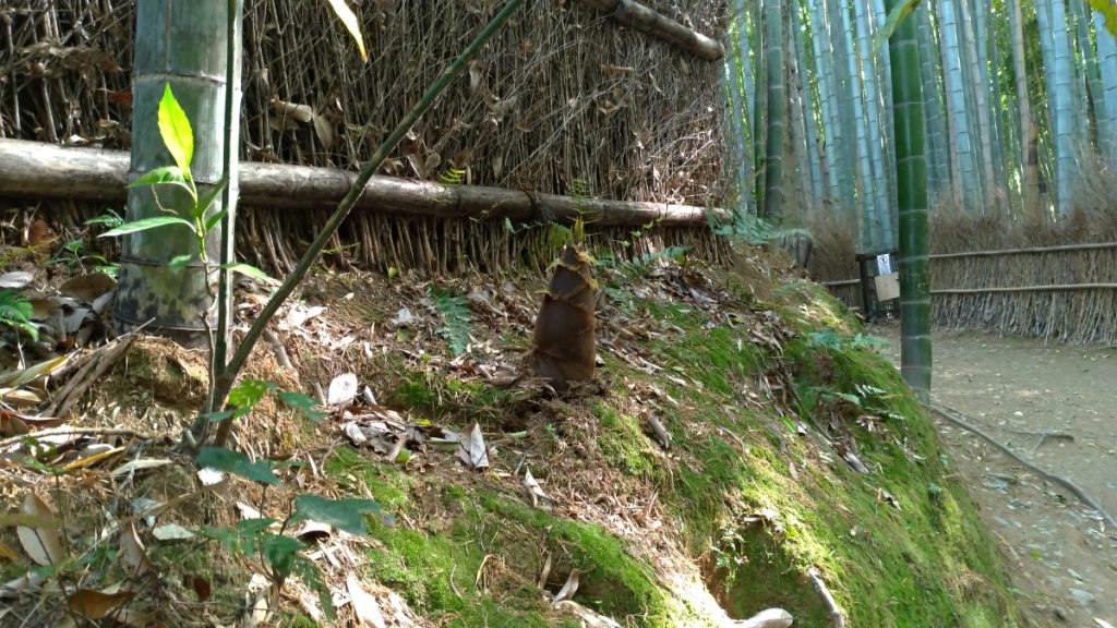 GuidaGiappone guida Giappone Kyoto Arashiyama foresta di bambu 011