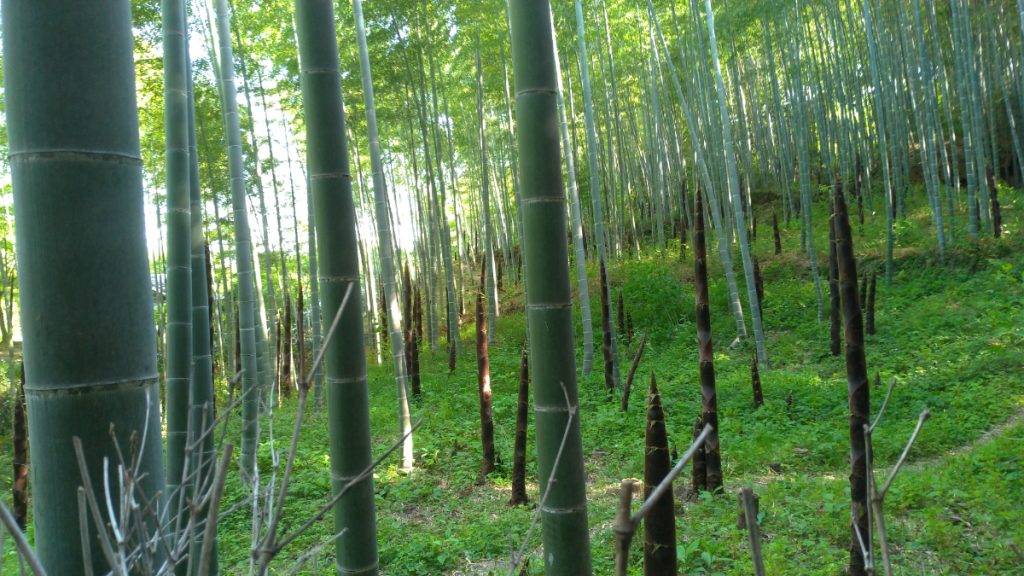 GuidaGiappone guida Giappone Kyoto Arashiyama foresta di bambuforesta di bambu 020