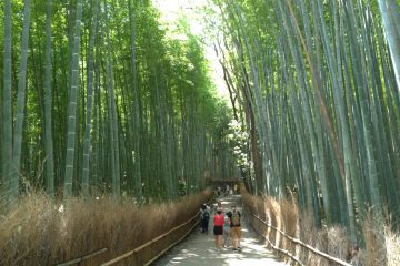 GuidaGiappone guida Giappone Kyoto Arashiyama foresta di bambu 004